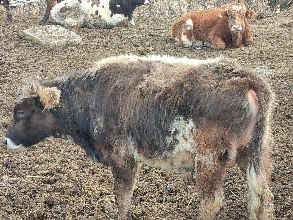 Продам бычков,коров