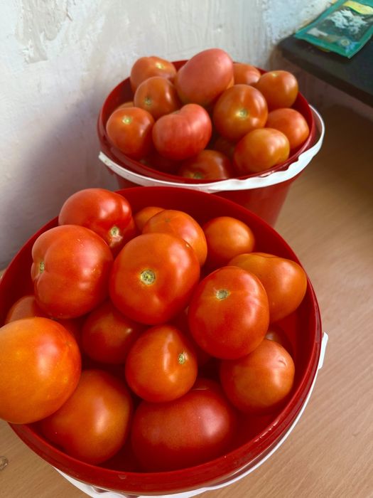 Продам помидоры!