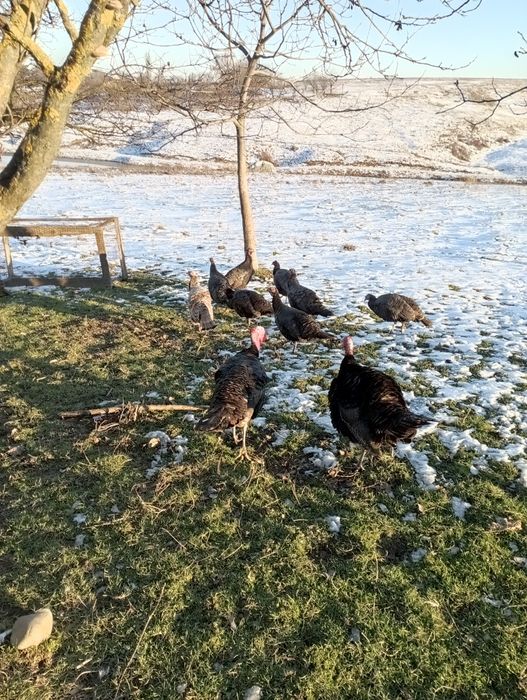 Vând curci  de anul acesta