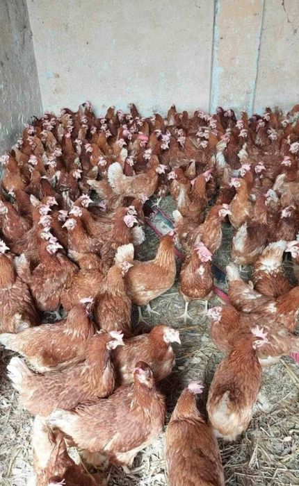 Puicute outoare tinere 12 luni sunt foarte bune de oua