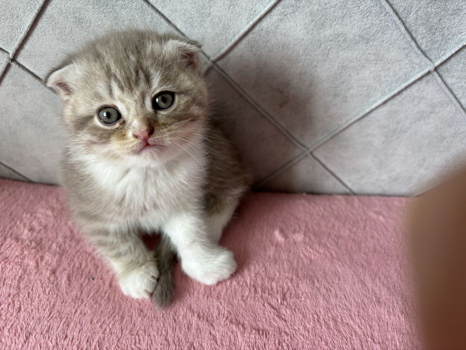 Продам котят к 8 марта.