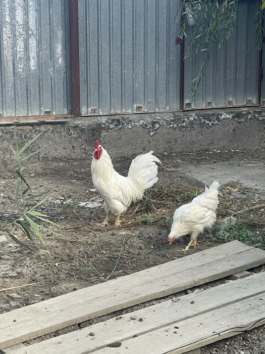 продаются петух и куры