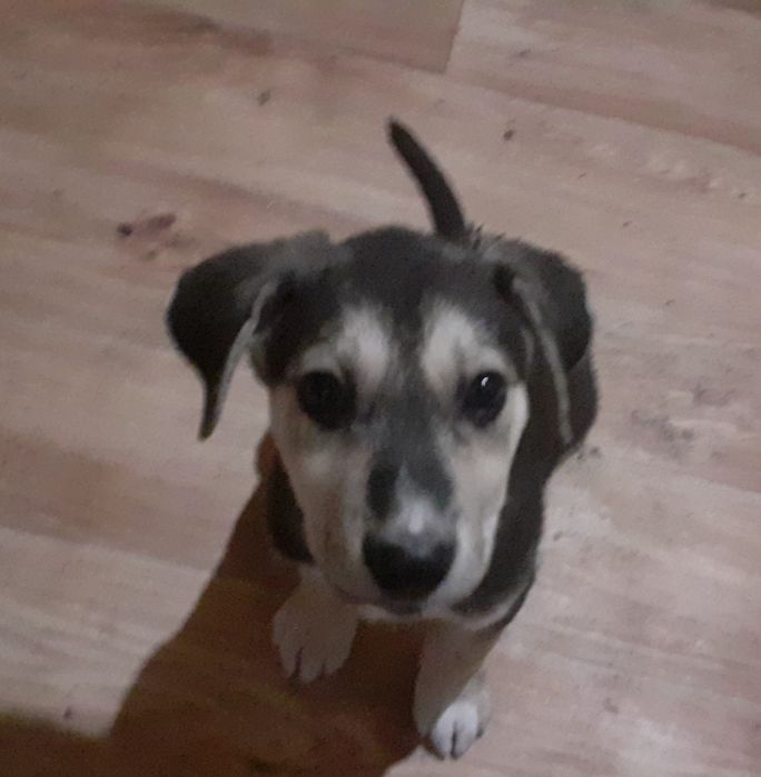 Отдам в добрые руки щенка-мальчик 2 месяца