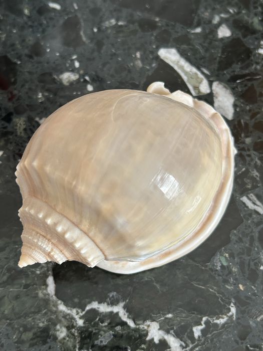 Ракушка морская. Tonna tessellata.