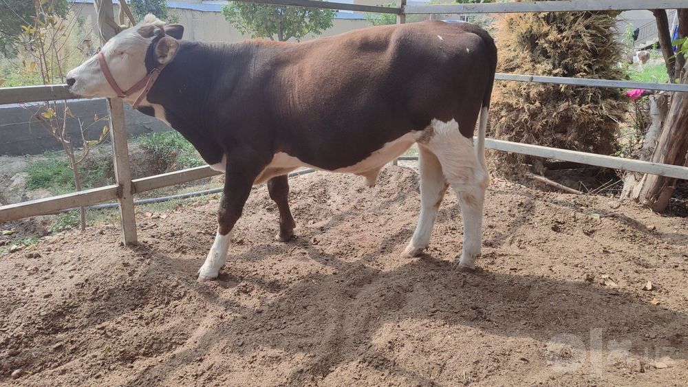 Simmental novvos