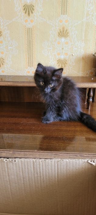 Скоттиш хейланд фолд