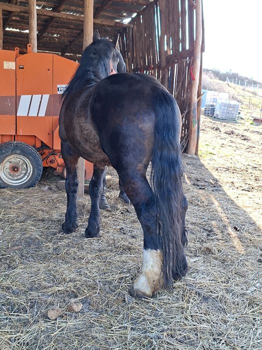 Vând armăsar de 4 ani