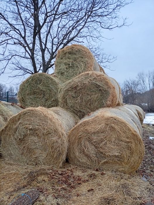 Vând baloti rotunzi 150 cm preț 250 ron