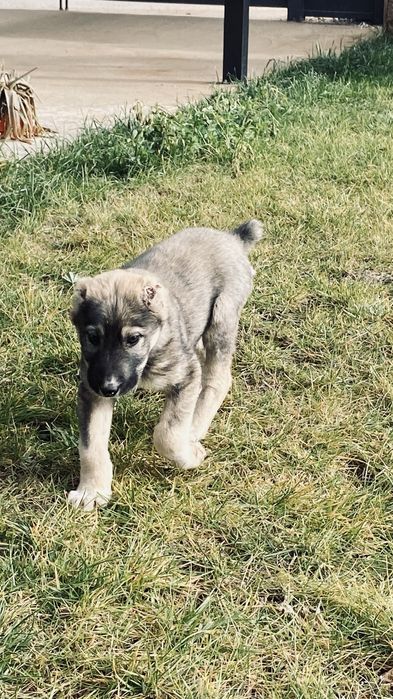 щенки алабая.