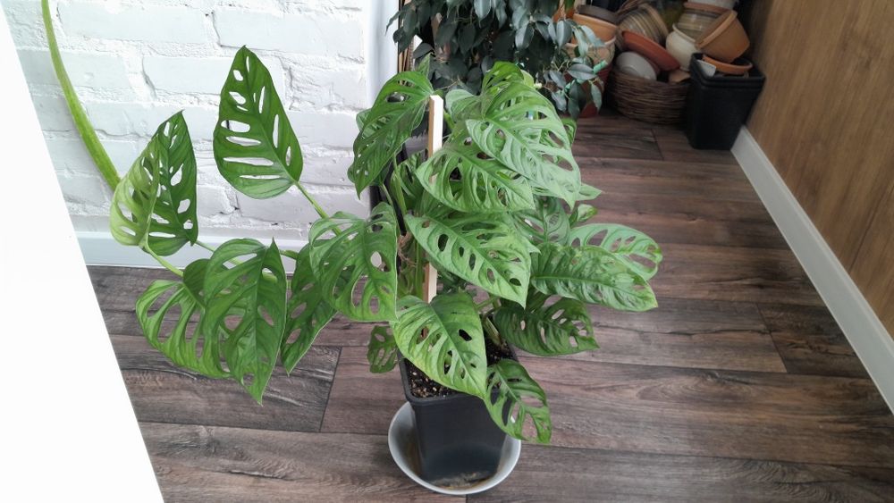 Монстера Адансона