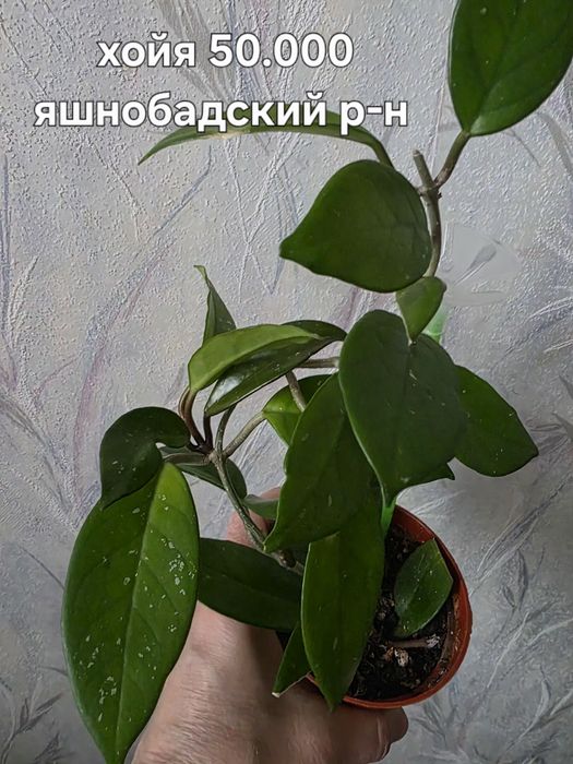 Продаю комнатные цветы