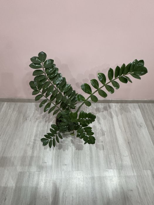 Долларовое дерево