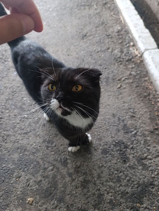 Чей котик красавчик?
