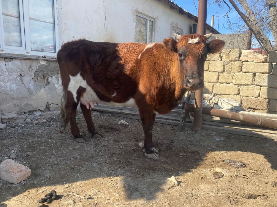 Қысыр сйыр сатылады