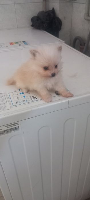 Продавам Померан