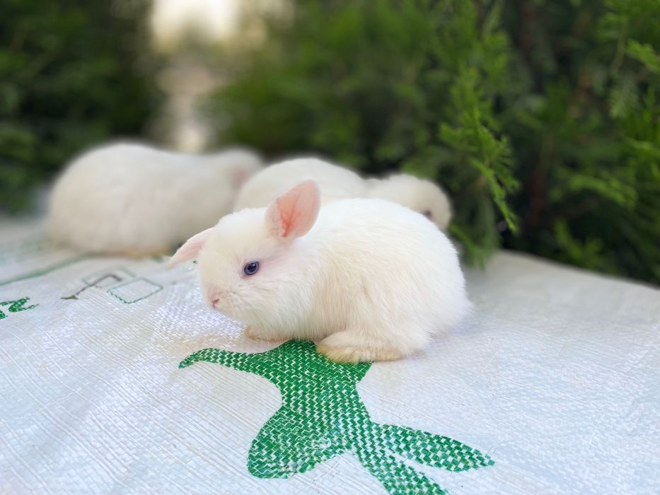 Кролики карликовый породы