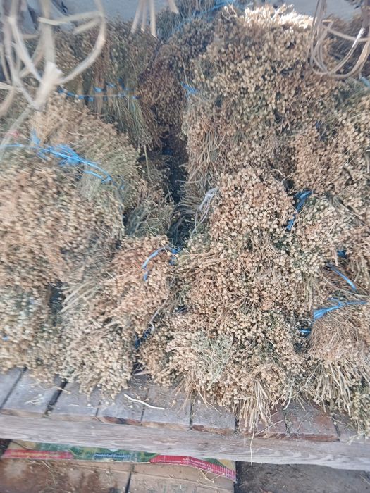 Продаётся исирик