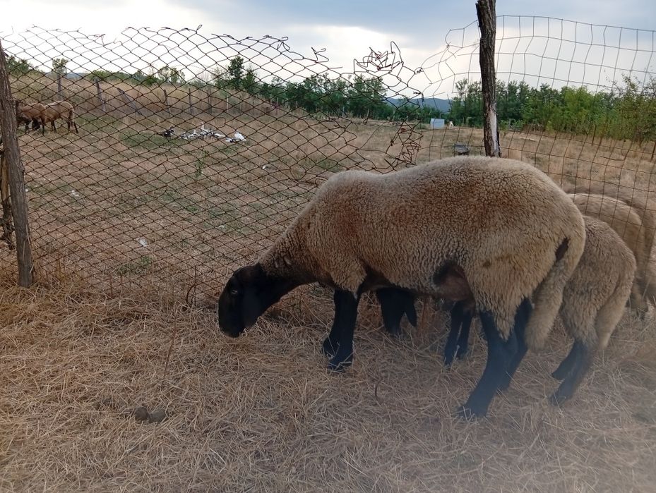 Vând oi carabas sarbesc pret bucata