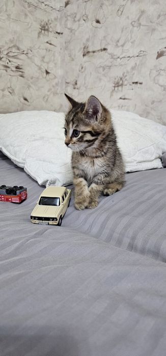 Котёнок     мальчик