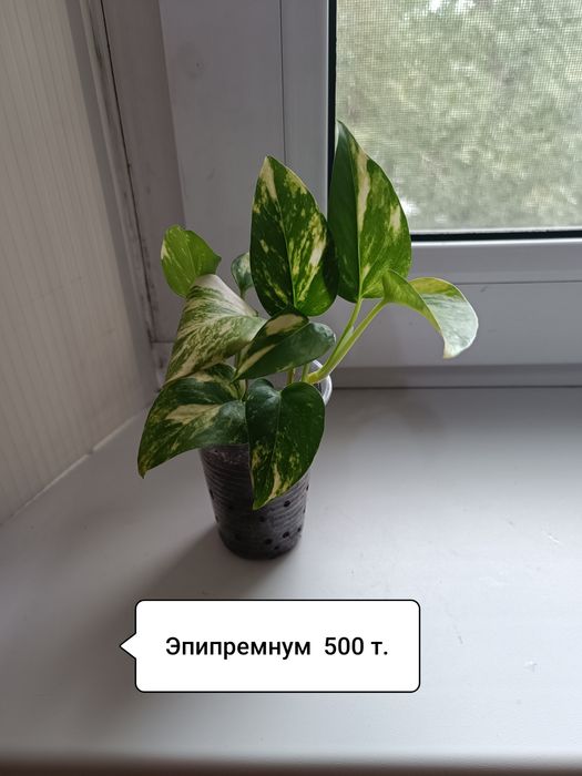Продаю растюхи для дома