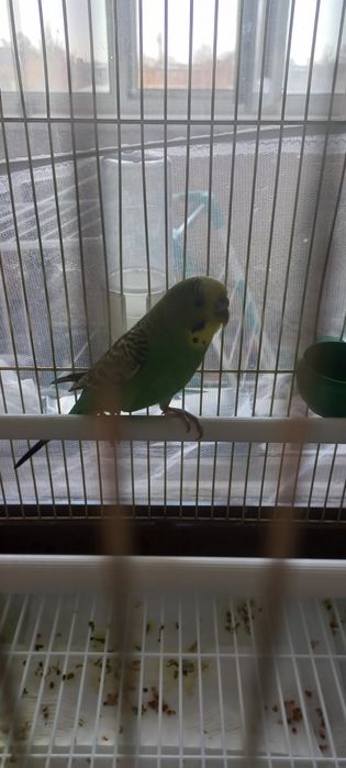 Попугай с клеткой