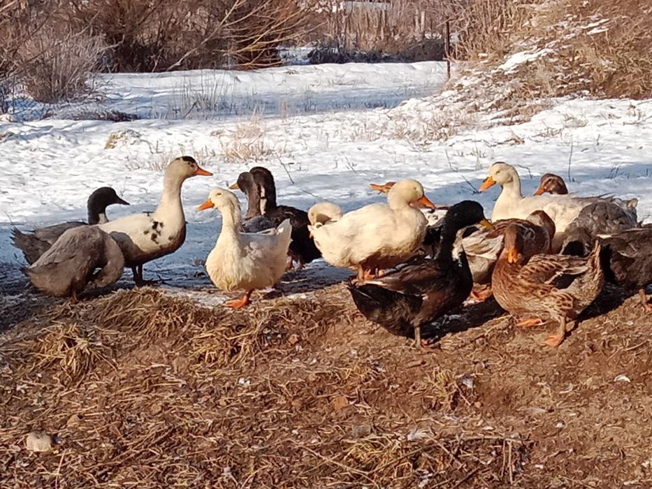 Продам уток  шестимесячных