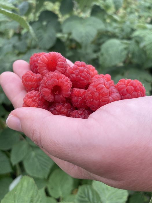 Дачный участок в черте города