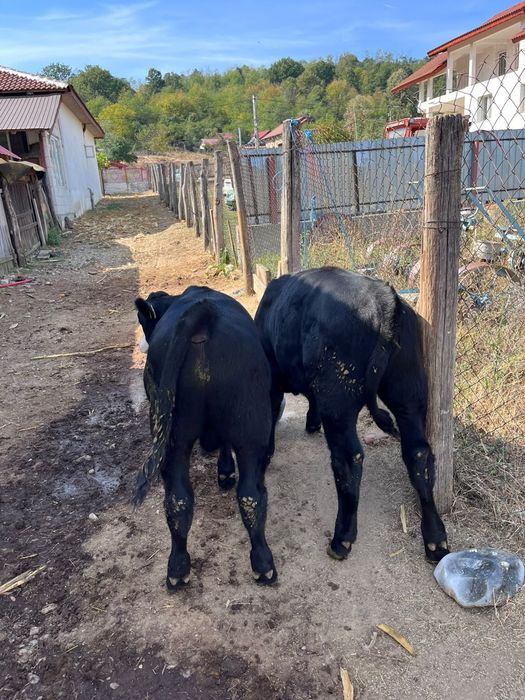 Vând vițel si vitica