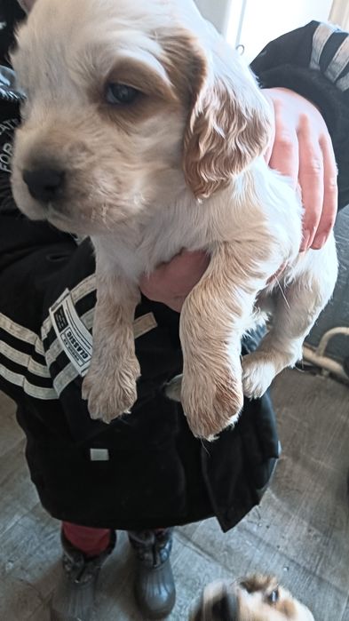 Щенки русского спаниеля