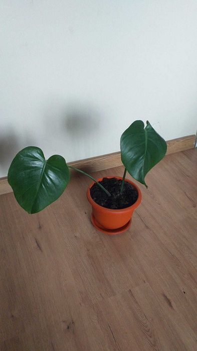 Vand plante de ap. Monstera Deliciosa,Dracaena, Tradescantia Zebrina