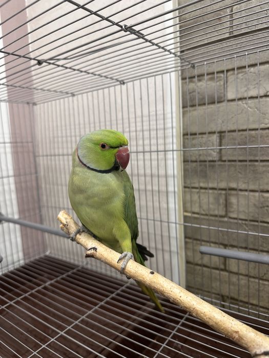 попугаи ожереловый