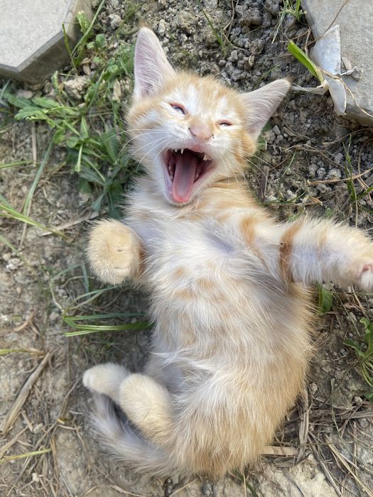 Рыжий котенок мальчик в добрые ручки