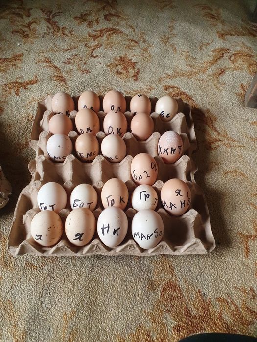 Dakan Tuxum sotiladi 50000 som