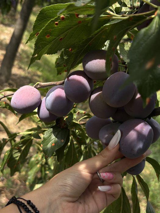 Prune de vanzare soi anaspet