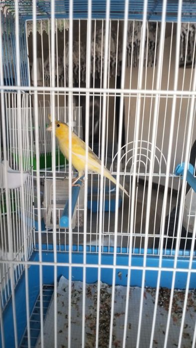 Канарейки перепелки шеглы соловьи