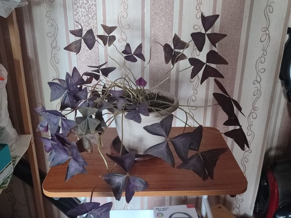 Продаются комнатные цветы