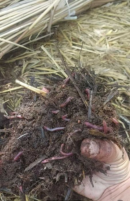 Червяк сатылады!!! Балыққа