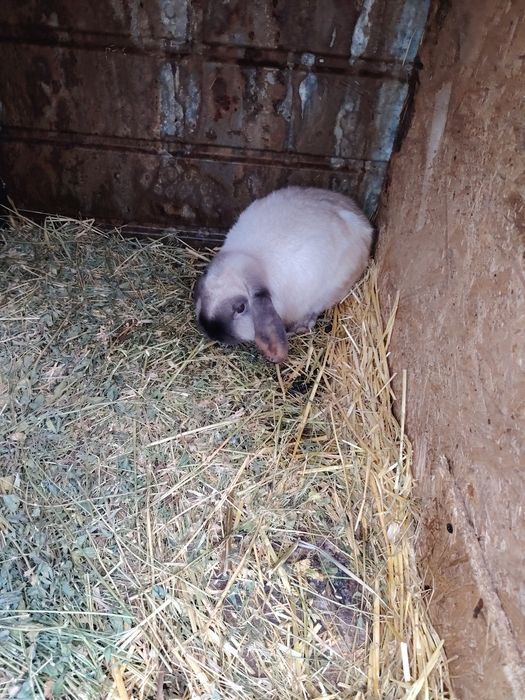 Berbec pitic. Fetite și baieti