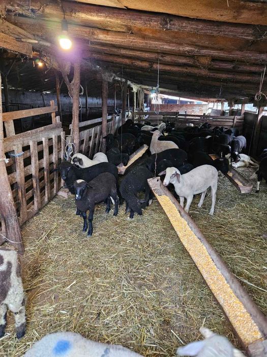 Агнета за продаване