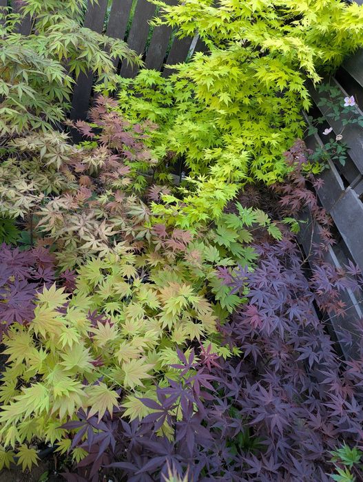 Artar japonez rosu/verde/potocaliu, peste 60 de soiuri