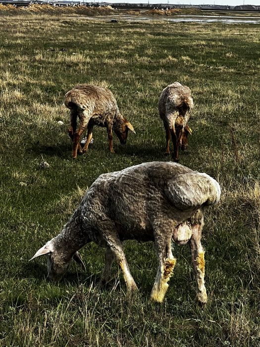 Продам кошкаров