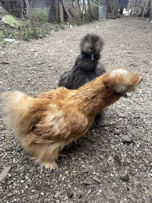 Oua Matase Japoneza de incubat