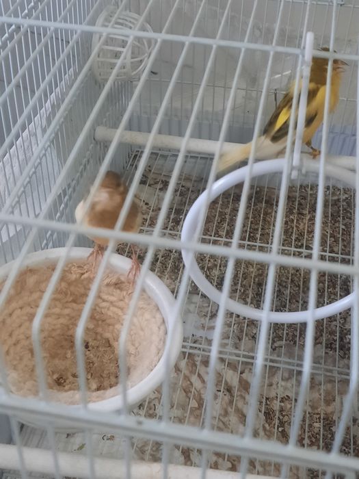 Продаётся Конарейки пара