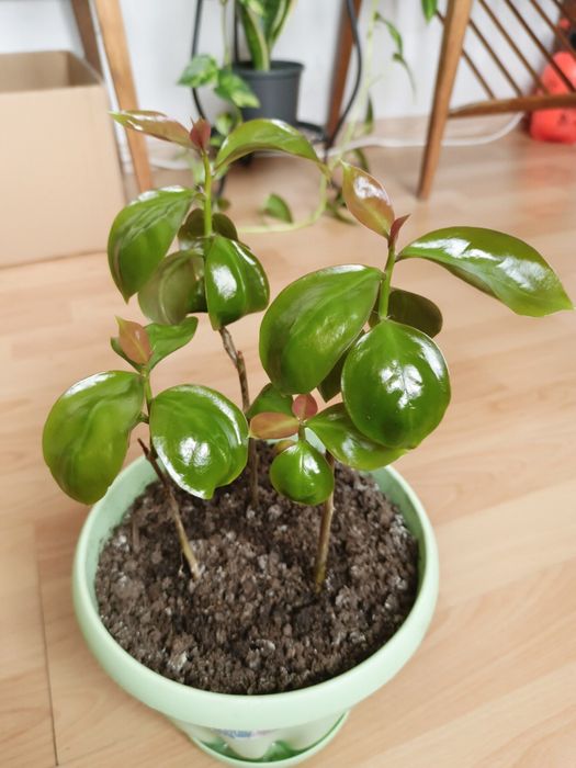 Переския шиповатая.