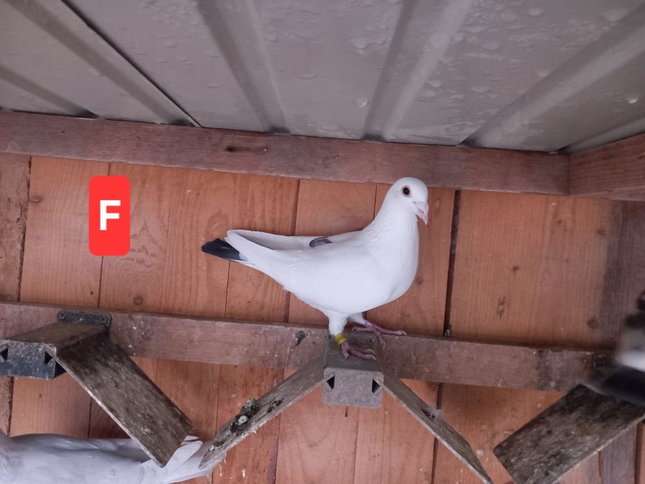 Porumbei voiajori sport