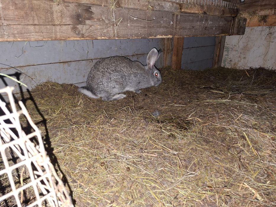 Продам кроликов разного возраста.