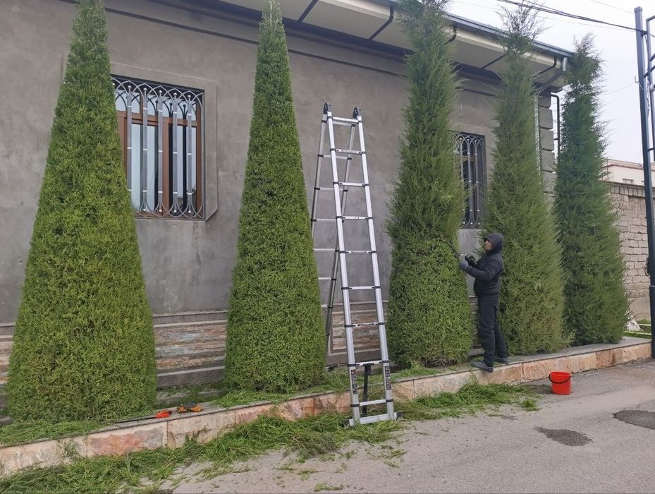 Archa kesish xizmati va gazon ekish