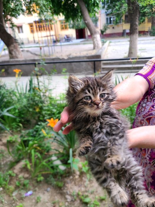 Маленький котёнок