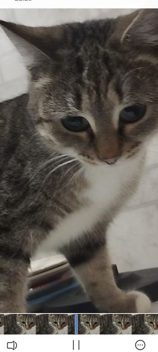 Отдам кошечка бесплатно