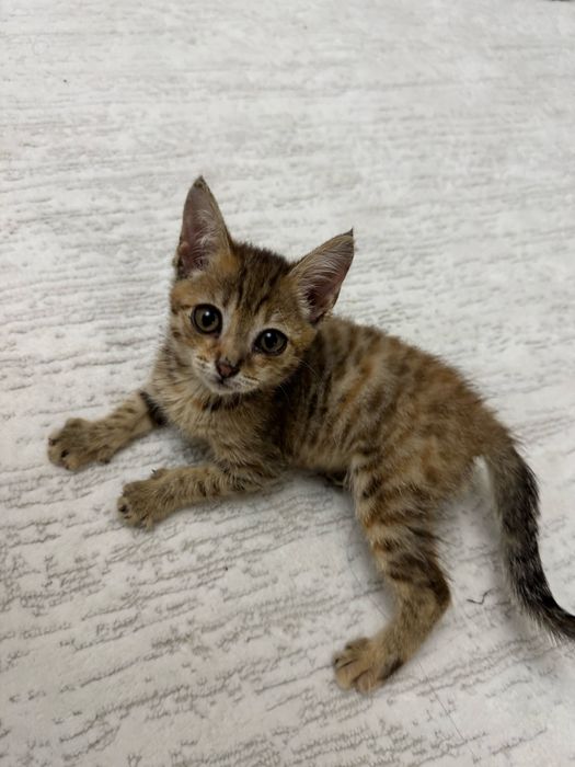 Отдам котенка девочку в добрые руки